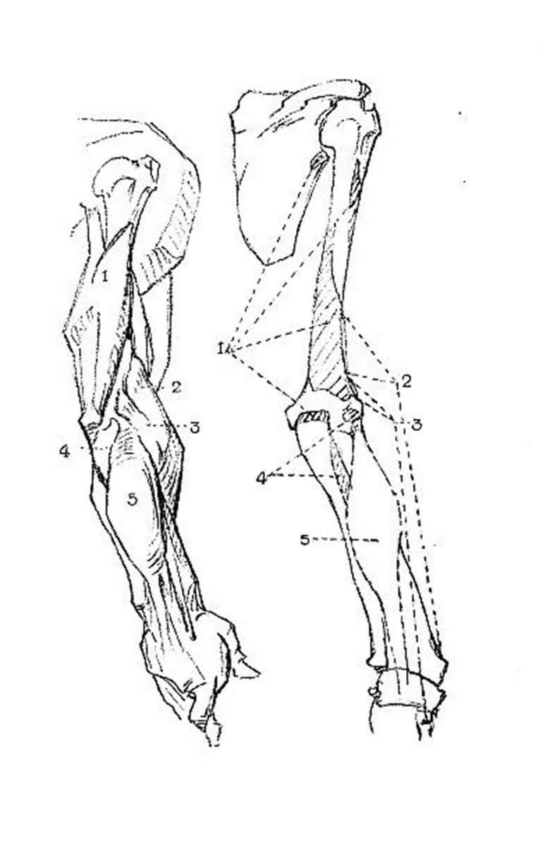 Constructive Anatomy  With Almost 500 Illustrations By George B. Bridgman Original English Book